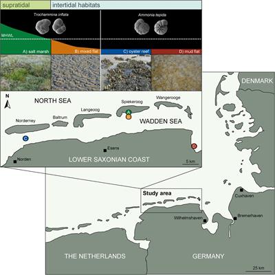 Food Spectrum and Habitat-Specific Diets of Benthic Foraminifera From the Wadden Sea – A Fatty Acid Biomarker Approach